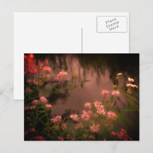Roze Wildbloemen  Kijk Bloem Briefkaart (Voorkant / Achterkant)