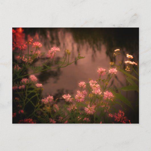 Roze Wildbloemen  Kijk Bloem Briefkaart (Voorkant)