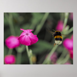 Roze Wilde Bloem En Hommelnatuurfotografie Poster