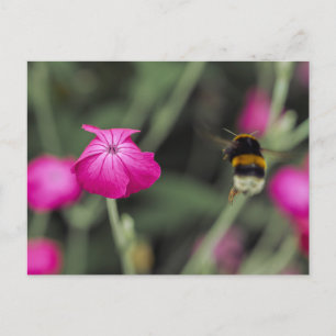 Roze Wilde Bloem En Hommeltje Zomer Natuur Foto Briefkaart