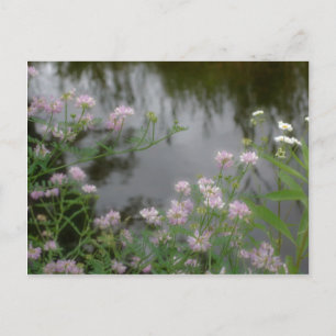 Roze wilde bloemen bij Brook Natuur Briefkaart