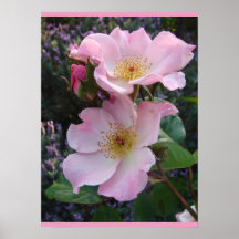 Roze Wilde Roos Kunst Floral Flowers Foto Poster