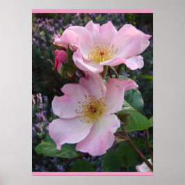 Roze Wilde Roos Kunst Floral Flowers Foto Poster