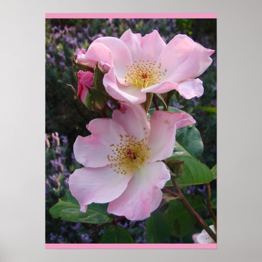 Roze Wilde Roos Kunst Floral Flowers Foto Poster (Voorkant)