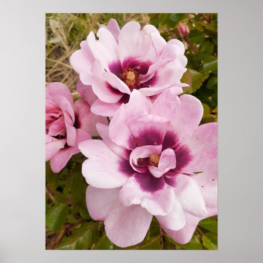 Roze Wilde Roos Rozen Bloementuin Poster (Voorkant)