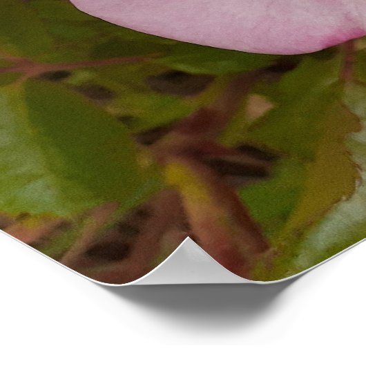 Roze Wilde Roos Rozen Bloementuin Poster (Hoek)