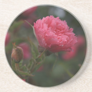 Roze wilde rozen bloem. Foto van Floral natuur Zandsteen Onderzetter