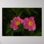 Roze Wilde Rozen Bloemen Foto Poster (Voorkant)