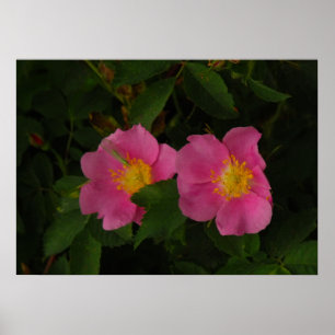 Roze Wilde Rozen Bloemen Foto Poster