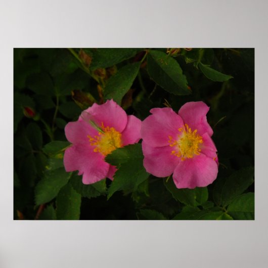 Roze Wilde Rozen Bloemen Foto Poster (Voorkant)