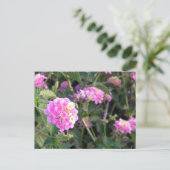 Roze wilde ventilator briefkaart (Staand voorkant)