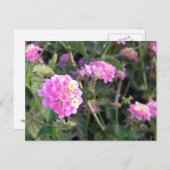 Roze wilde ventilator briefkaart (Voorkant / Achterkant)