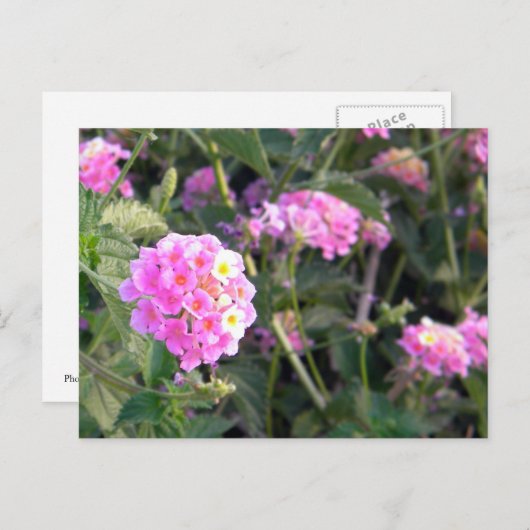 Roze wilde ventilator briefkaart (Voorkant / Achterkant)