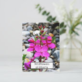  Roze Wildflowers Fireweed Bloom in Nederland Briefkaart (Staand voorkant)