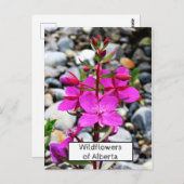  Roze Wildflowers Fireweed Bloom in Nederland Briefkaart (Voorkant / Achterkant)