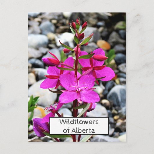  Roze Wildflowers Fireweed Bloom in Nederland Briefkaart (Voorkant)