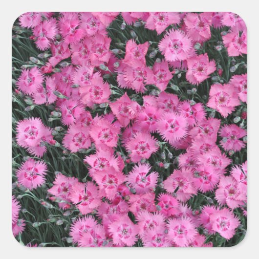 Roze william bloemen vierkante sticker (Voorkant)