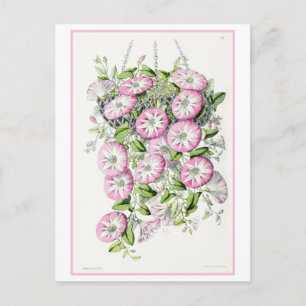 Roze Windeklokje in Mand Vintage Botanisch Briefkaart