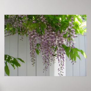 Roze Wisteria ~ print