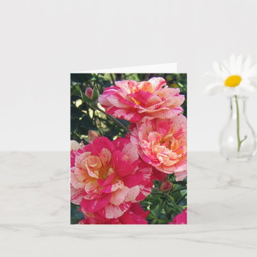 Roze Wit Gestreepte Rozen Blank Foto Art Note Kaar Kaart (Kleine Plant)