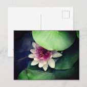 Roze, Wit Water Lilly Fotografie Briefkaart (Voorkant / Achterkant)