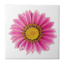 Roze witte achtergrond van Daisy Flower
