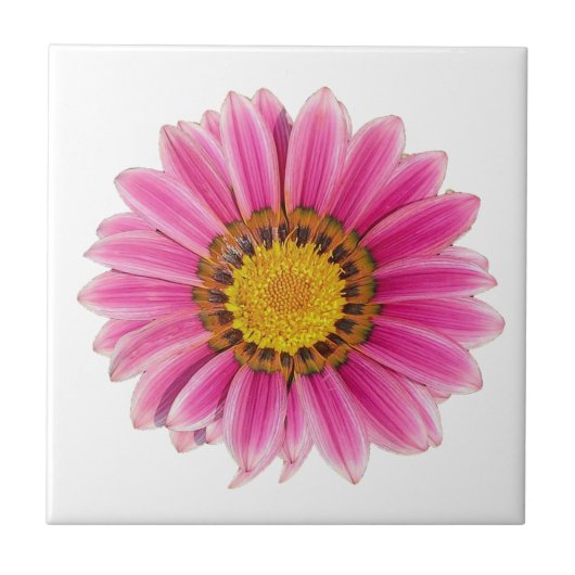 Roze witte achtergrond van Daisy Flower Tegeltje (Voorkant)