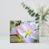 Roze witte appel bloesems in mei Canada Briefkaart (Staand voorkant)