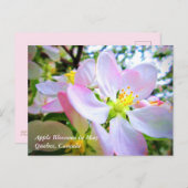 Roze witte appel bloesems in mei Canada Briefkaart (Voorkant / Achterkant)