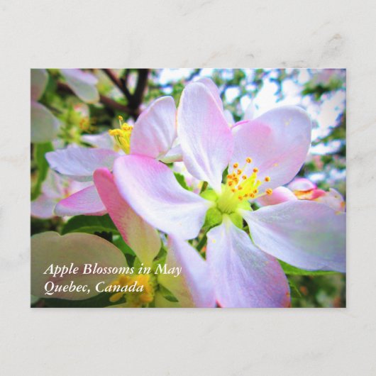 Roze witte appel bloesems in mei Canada Briefkaart (Voorkant)