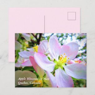 Roze witte appelbloesems in mei Canada Ansichtkaar Briefkaart