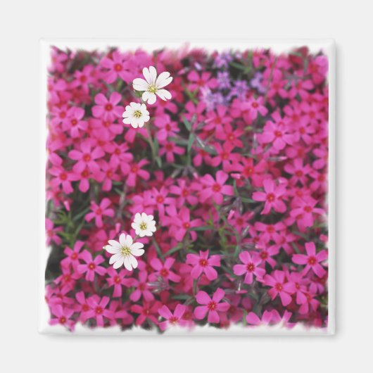 Roze & witte bloemen magneet (Voorkant)