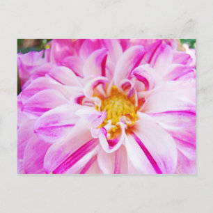 Roze Witte Dahlia Bloedbloemen briefkaarten Floral