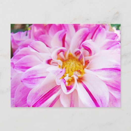 Roze Witte Dahlia Bloedbloemen briefkaarten Floral (Voorkant)
