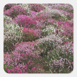 Roze, witte en Paarse struiken bloesem Vierkante Sticker