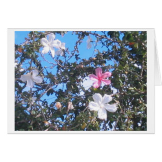 roze/witte hibiscus-kaart
