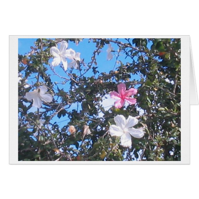roze/witte hibiscus-kaart (Voorkant Horizontaal)