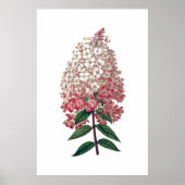 Roze witte hydrangea poster (Voorkant)
