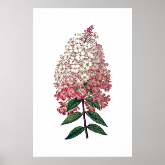Roze witte hydrangea poster (Voorkant)