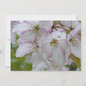 Roze witte krab Apple bloem Quinceanera Kaart (Achterkant)