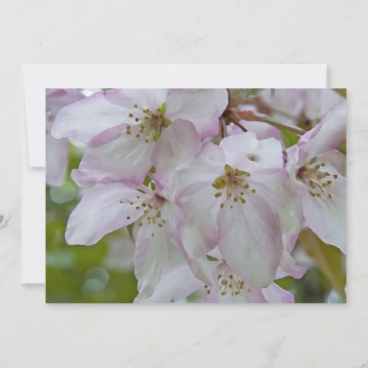 Roze witte krab Apple bloem Quinceanera Kaart (Achterkant)