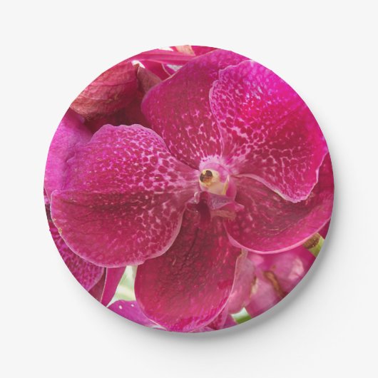 roze, witte, orchidebloem, natuur, zomer, tuin papieren bordje (Voorkant)
