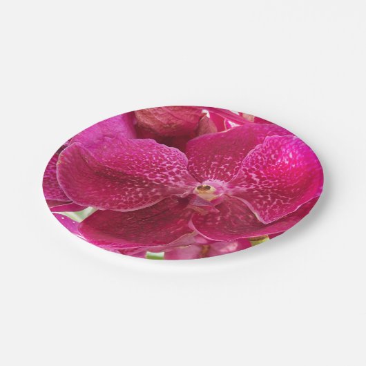 roze, witte, orchidebloem, natuur, zomer, tuin papieren bordje (Gekanteld)