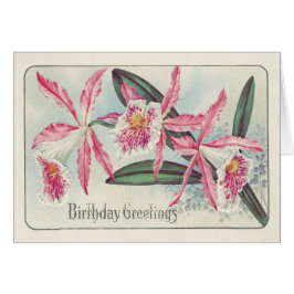 Roze Witte Orchidee Bloem