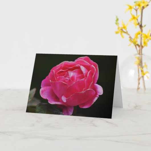 Roze, witte rand Roos, Florence Note Card Kaart (Gele Bloem)