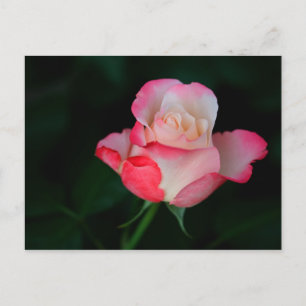 Roze-Witte Roos Briefkaart