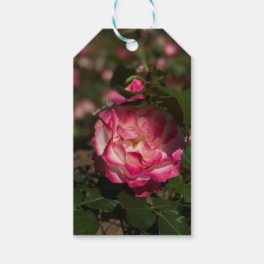 Roze & Witte Roos  Cadeaulabel (Voorkant)