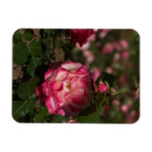 Roze & Witte Roos Magneet (Horizontaal)