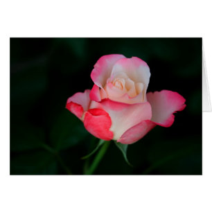Roze-witte roze