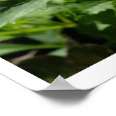 Roze-Witte Spikey-ventilator op de Brug van Bloeme Poster (Hoek)